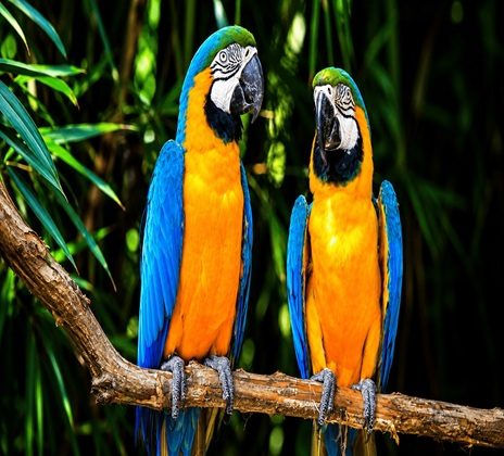 Bird Aviary