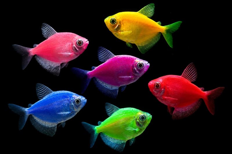 Aquarium Zone