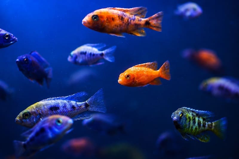 Thousand of Fish
