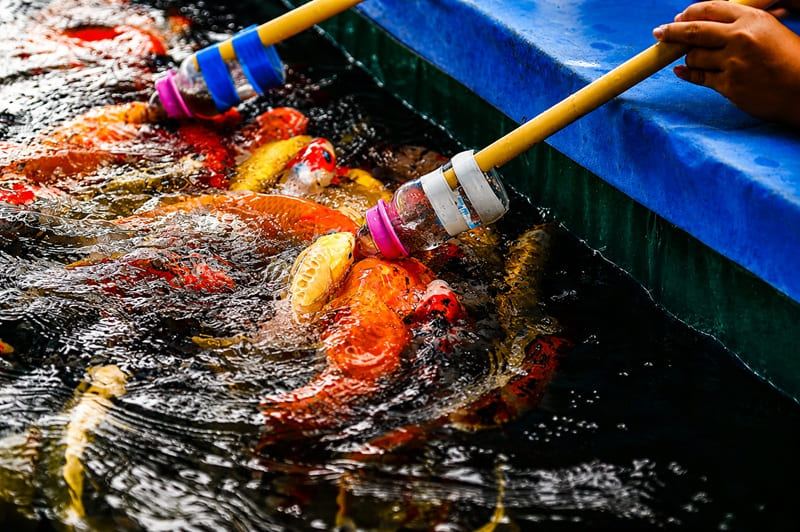 Fish Feeding