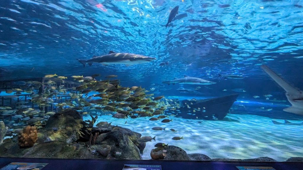 dhaka aquarium park (2)